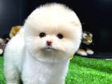 Yavru Patiler Güvencesiyle Pomeranian Yavrular