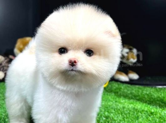 Yavru Patiler Güvencesiyle Pomeranian Yavrular görsel
