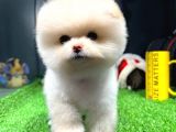 Yavru Patiler Güvencesiyle Pomeranian Yavrular