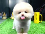 Yavru Patiler Güvencesiyle Pomeranian Yavrular
