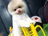 Yavru Patiler Güvencesiyle Pomeranian Yavrular