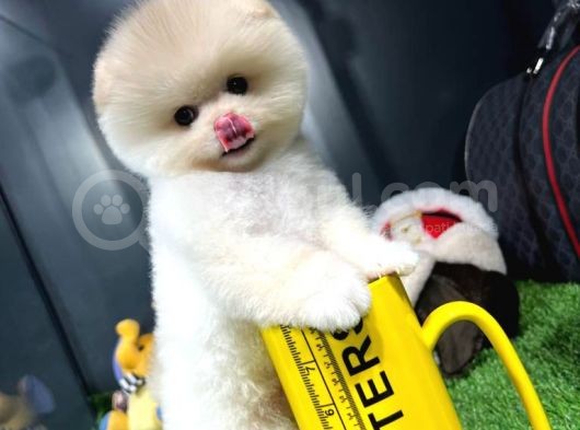 Yavru Patiler Güvencesiyle Pomeranian Yavrular görsel