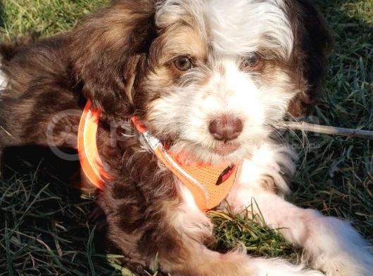 Maltesee-Lagotto 3 Aylık Erkek Acil Uygun