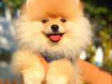 Teddy Face Pomeranian Boo Yavrularimiz
