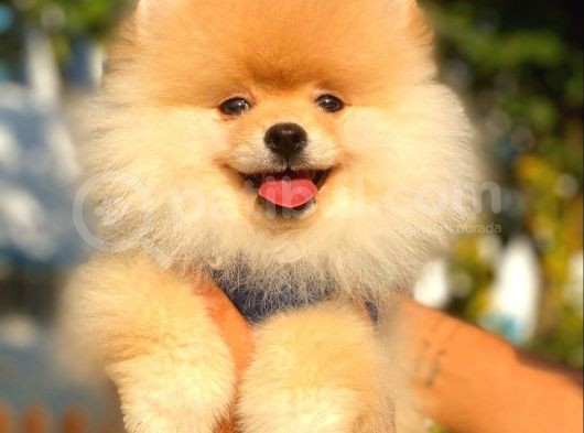 Teddy Face Pomeranian Boo Yavrularimiz görsel