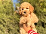 Muhtesem Tuy Yapisi ile Toy Poodle Bebekler