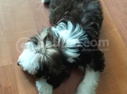 Maltesee-Lagotto 3 Aylık Erkek Acil Uygun görsel