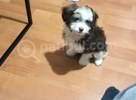 Maltesee-Lagotto 3 Aylık Erkek Acil Uygun görsel