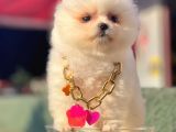 Safkan Pomeranian Boo Yavrularımız