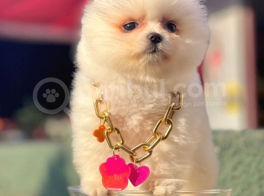 Safkan Pomeranian Boo Yavrularımız görsel