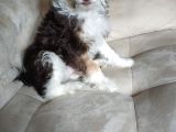 Maltesee-Lagotto 3 Aylık Erkek Acil Uygun