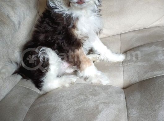 Maltesee-Lagotto 3 Aylık Erkek Acil Uygun görsel