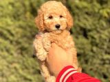 Muhtesem Tuy Yapisi Ile Toy Poodle Bebekler