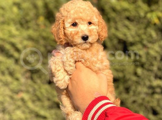 Muhtesem Tuy Yapisi Ile Toy Poodle Bebekler görsel