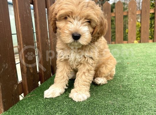 Orjinal Multigen Maltipoo Bebekler