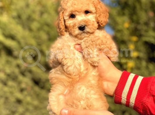 Muhtesem Tuy Yapisi Ile Toy Poodle Bebekler görsel