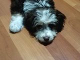Maltesee-Lagotto 3 Aylık Erkek Acil Uygun