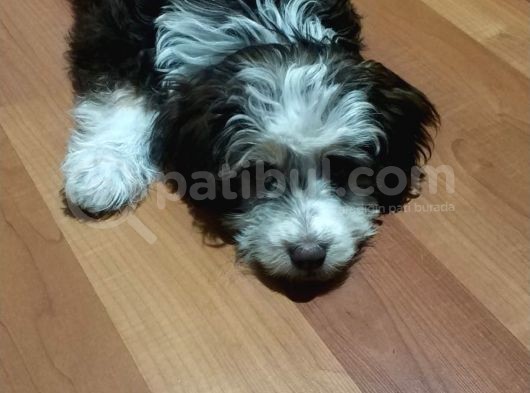 Maltesee-Lagotto 3 Aylık Erkek Acil Uygun görsel