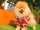 Teddy Face Pomeranian Boo Yavrularimiz