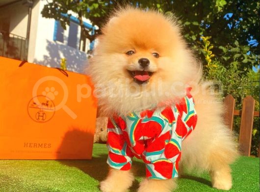 Teddy Face Pomeranian Boo Yavrularimiz görsel