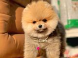 Safkan Pomeranian Boo Yavrularımız