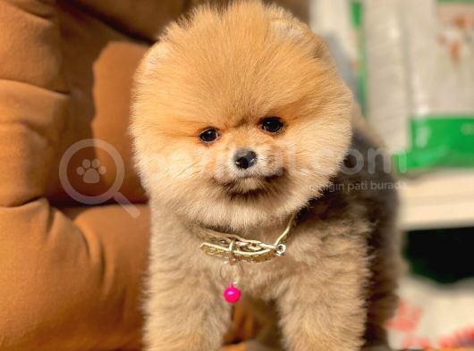 Safkan Pomeranian Boo Yavrularımız görsel