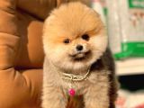 Safkan Pomeranian Boo Yavrularımız