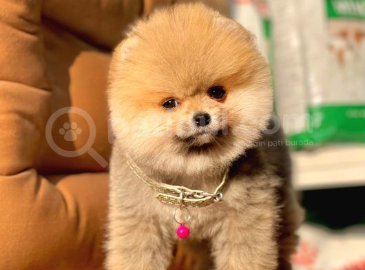 Safkan Pomeranian Boo Yavrularımız