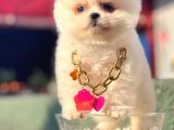 Safkan Pomeranian Boo Yavrularımız