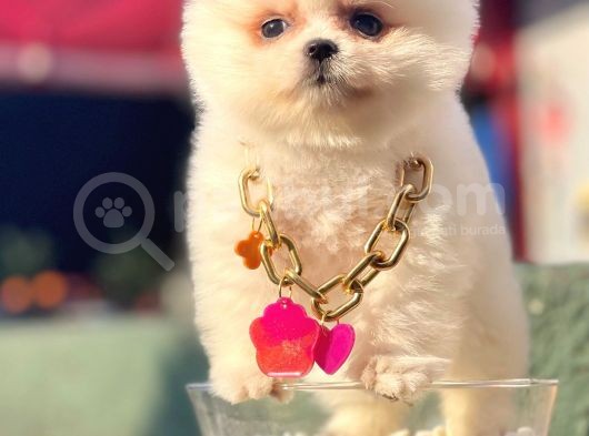 Safkan Pomeranian Boo Yavrularımız görsel