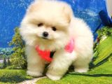 Teddy Face Pomeranian Boo Yavrularımız