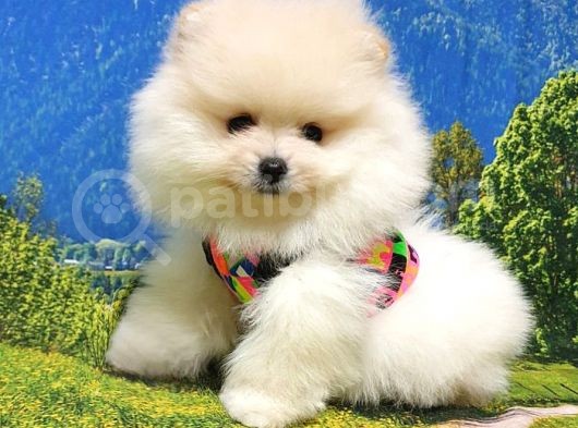 Teddy Face Pomeranian Boo Yavrularımız görsel