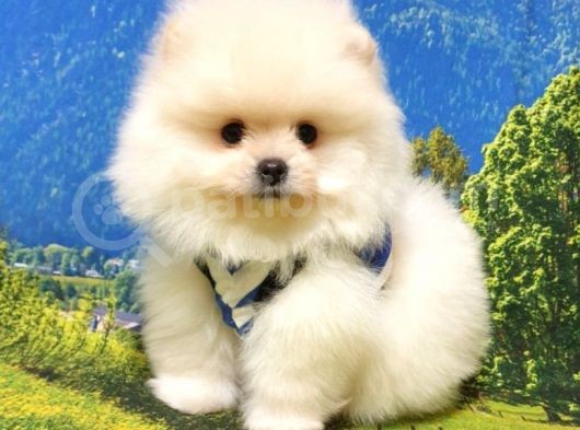 Pomeranian Boo Teddy Bear Yavrular görsel