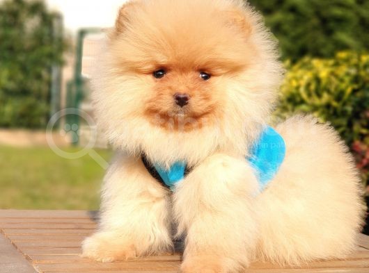 Pomeranian Boo Teddy Bear Yavrular görsel