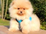 Pomeranian Boo Teddy Bear Yavrular