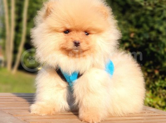 Pomeranian Boo Teddy Bear Yavrular