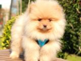 Pomeranian Boo Teddy Bear Yavrular