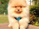Pomeranian Boo Teddy Bear Yavrular