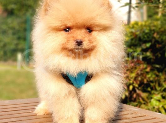 Pomeranian Boo Teddy Bear Yavrular görsel