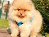 Pomeranian Boo Teddy Bear Yavrular