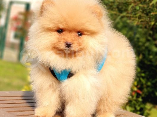 Pomeranian Boo Teddy Bear Yavrular görsel