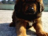 Secereli Dev Gibi Tibet Mastiff Yavrularımız