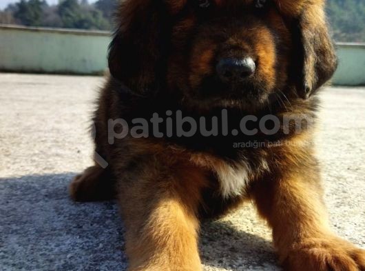 Secereli Dev Gibi Tibet Mastiff Yavrularımız