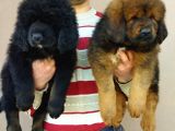 Secereli Dev Gibi Tibet Mastiff Yavrularımız