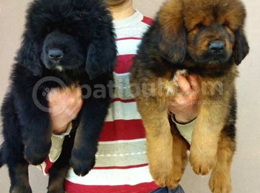 Secereli Dev Gibi Tibet Mastiff Yavrularımız görsel