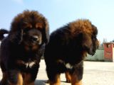 Secereli Dev Gibi Tibet Mastiff Yavrularımız