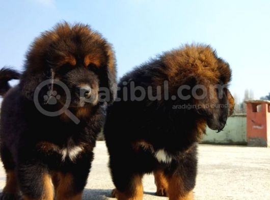 Secereli Dev Gibi Tibet Mastiff Yavrularımız görsel