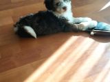 Maltesee-Lagotto 3 Aylık Erkek Acil Uygun