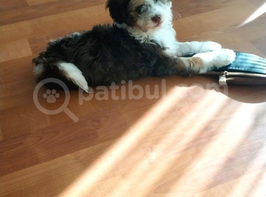 Maltesee-Lagotto 3 Aylık Erkek Acil Uygun görsel