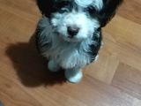 Maltesee-Lagotto 3 Aylık Erkek Acil Uygun